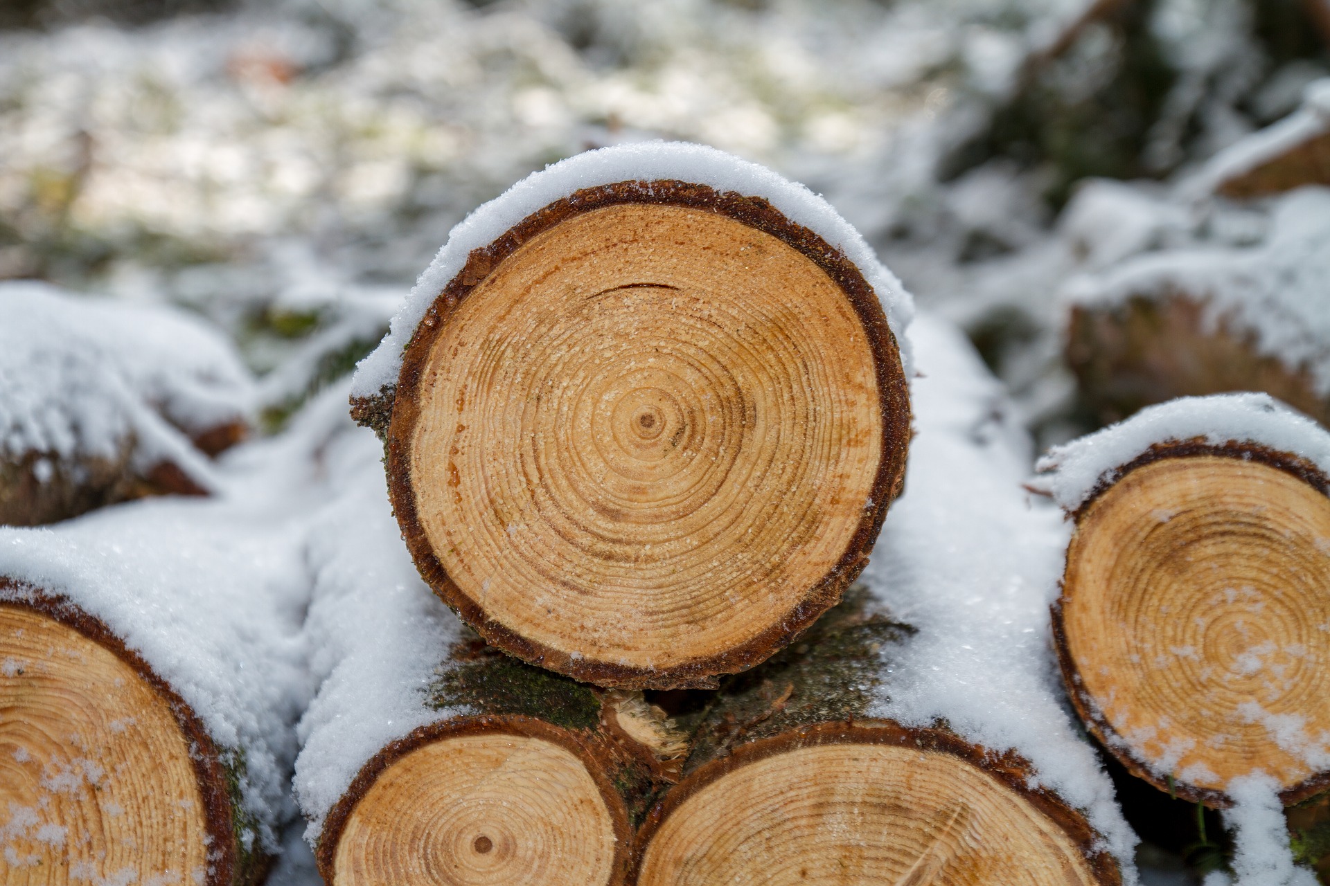 Timber focus restricts service development